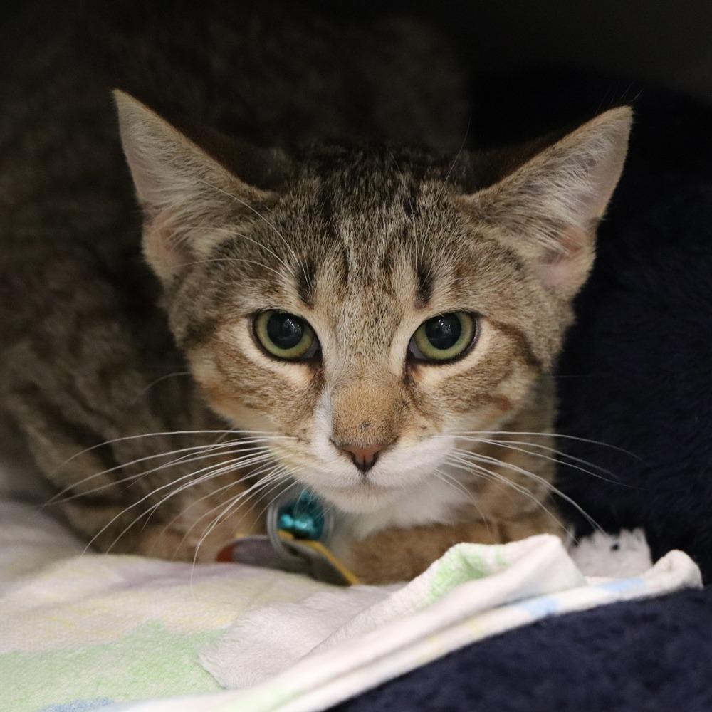 Enlarge D47127 Centriole, a Adoptable Domestic Short Hair in Port Washington, NY image 1/4