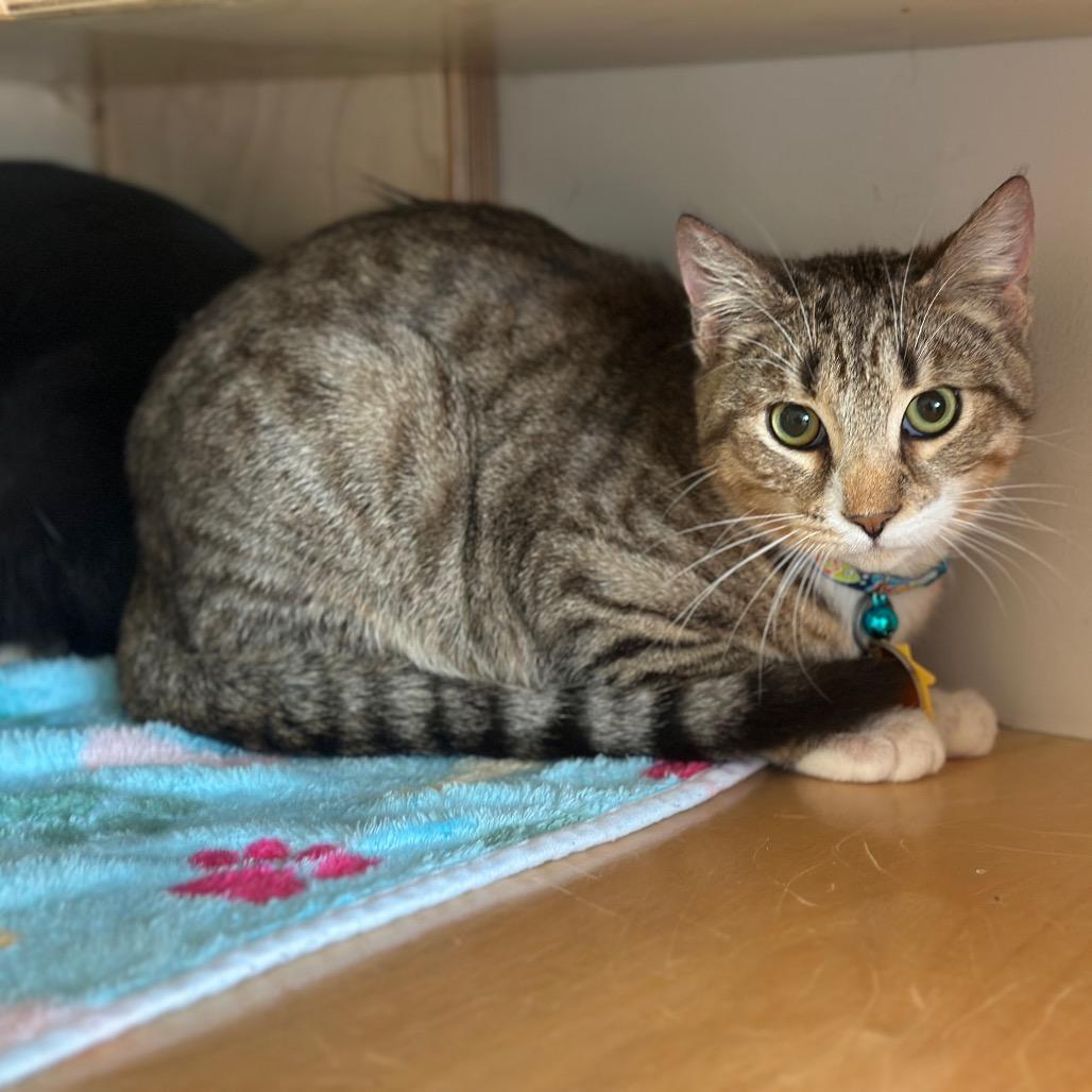 Enlarge D47127 Centriole, a Adoptable Domestic Short Hair in Port Washington, NY image 2/4