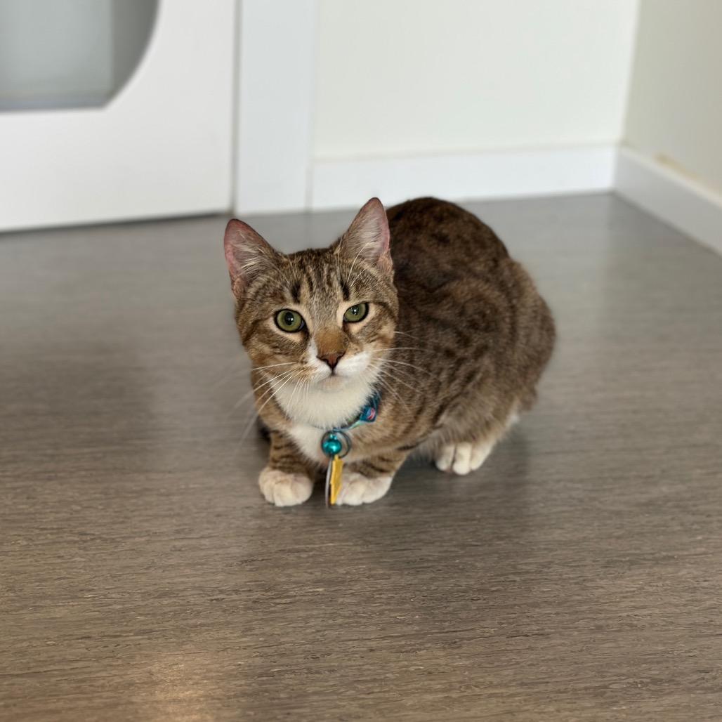 Enlarge D47127 Centriole, a Adoptable Domestic Short Hair in Port Washington, NY image 3/4