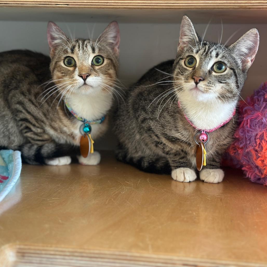 Enlarge D47127 Centriole, a Adoptable Domestic Short Hair in Port Washington, NY image 4/4