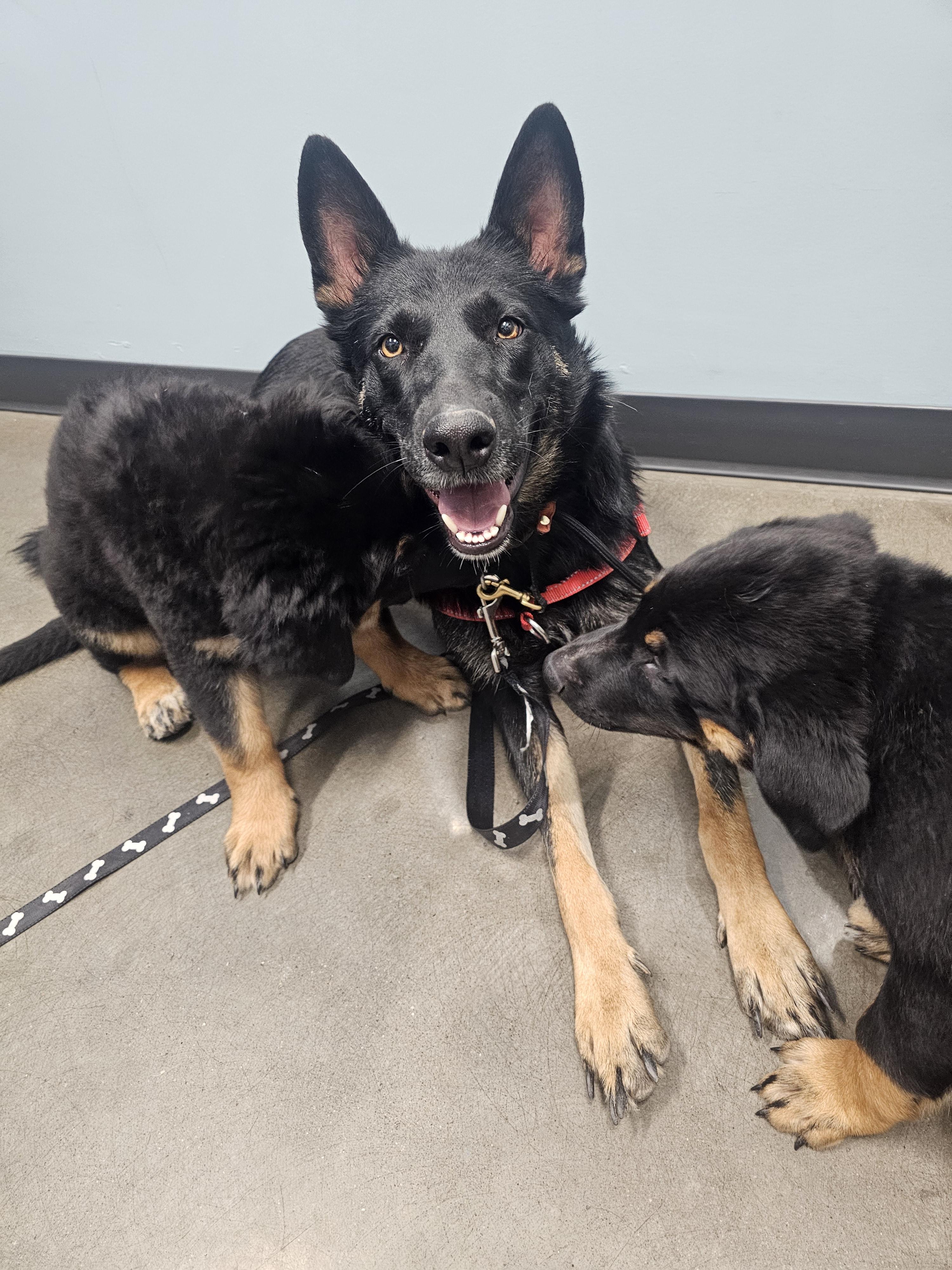 Trinity, Adoptable, Adult Female German Shepherd Dog.