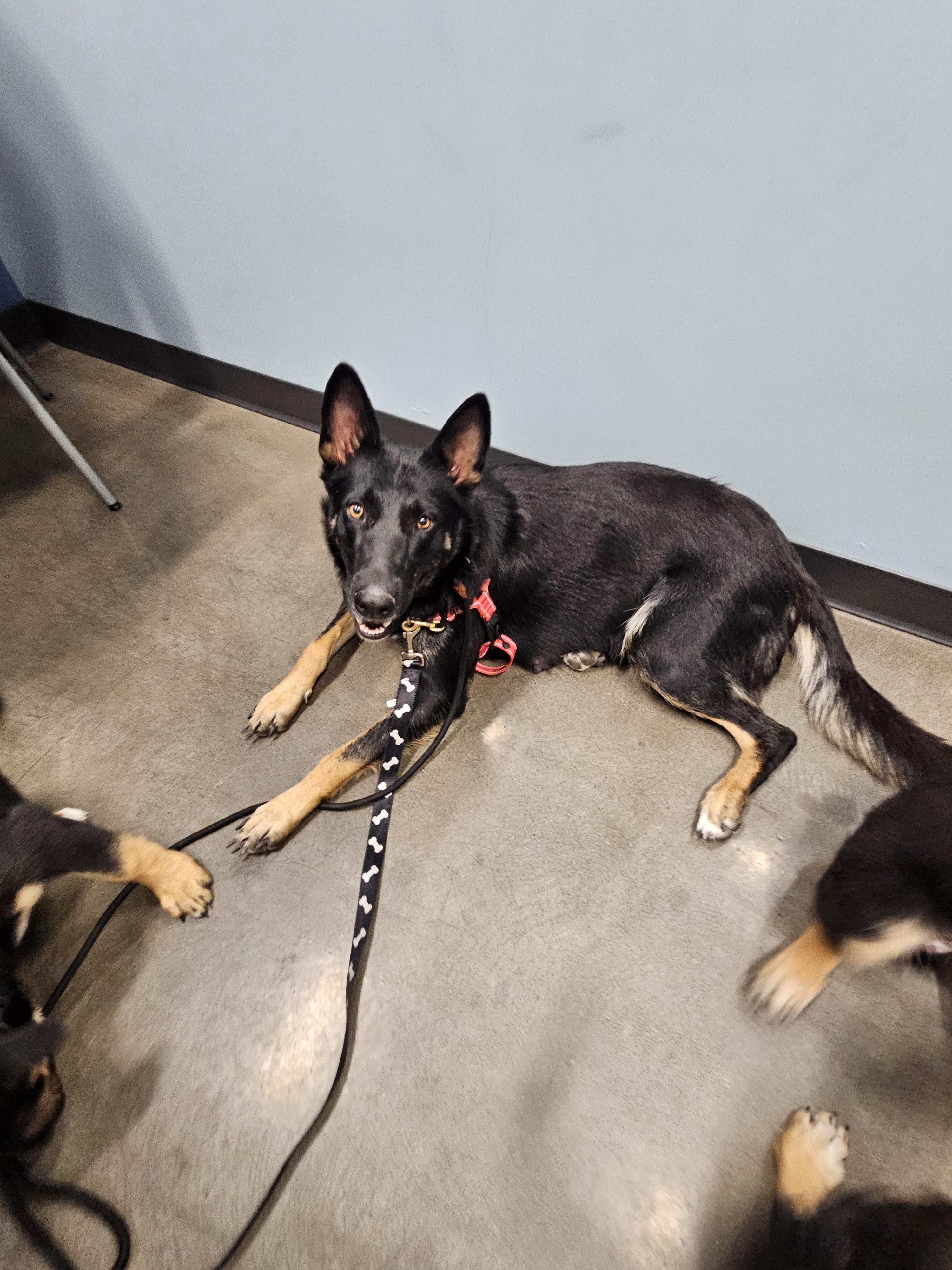 Trinity, a Adoptable German Shepherd Dog in Mesa, AZ image 3/3