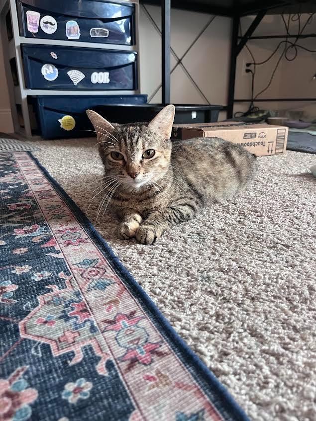 Summer, a Adoptable mixed breed in New Braunfels, TX image 2/2
