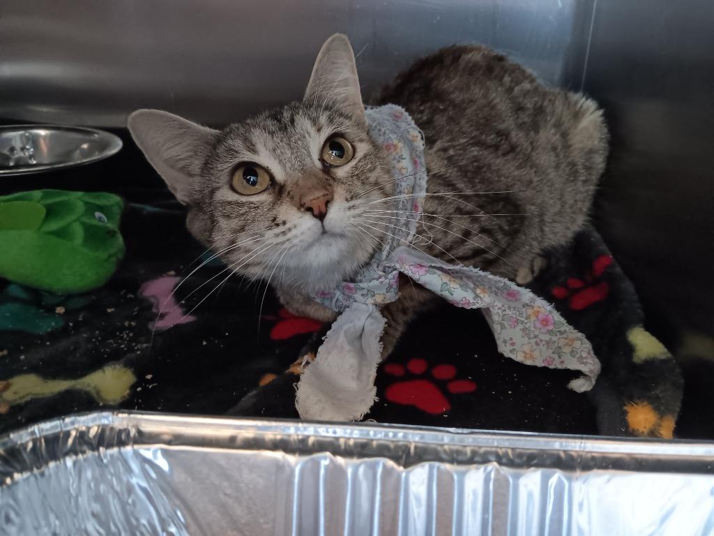 Summer, a Adoptable mixed breed in New Braunfels, TX image 3/3