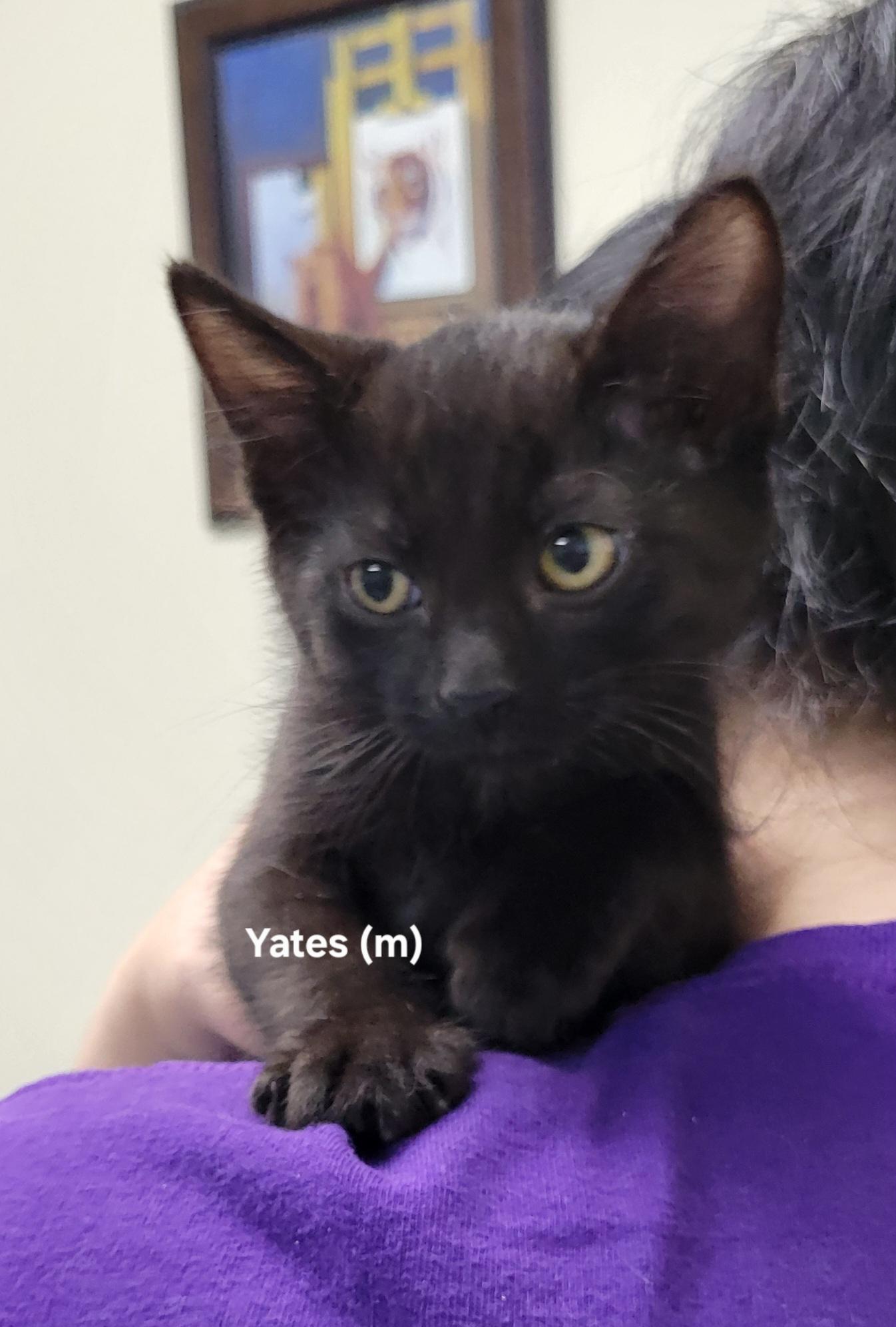 Yates