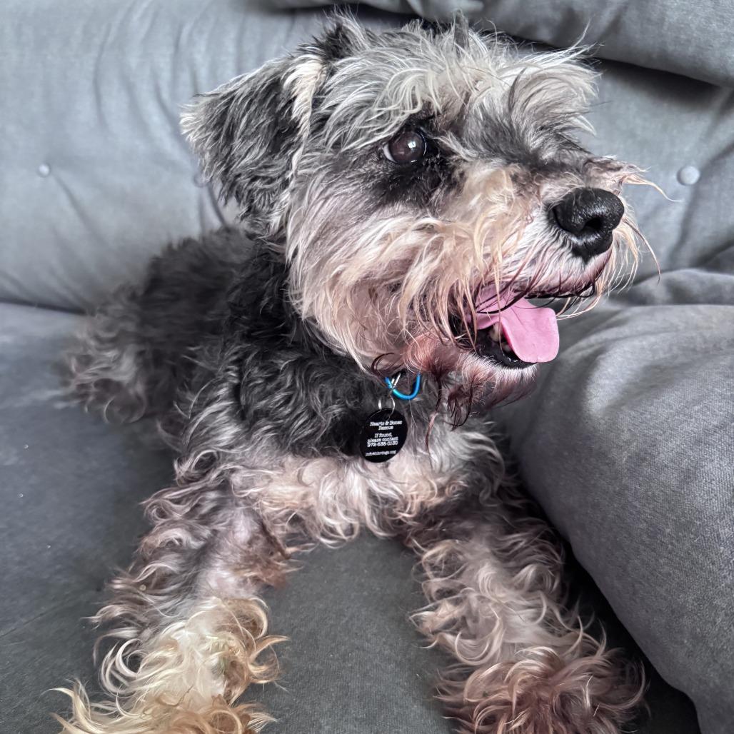 Isabella, Adoptable, Senior Female Schnauzer.
