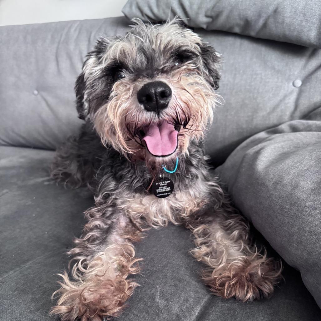 Enlarge Isabella, a Adoptable Schnauzer in Brooklyn, NY image 2/6