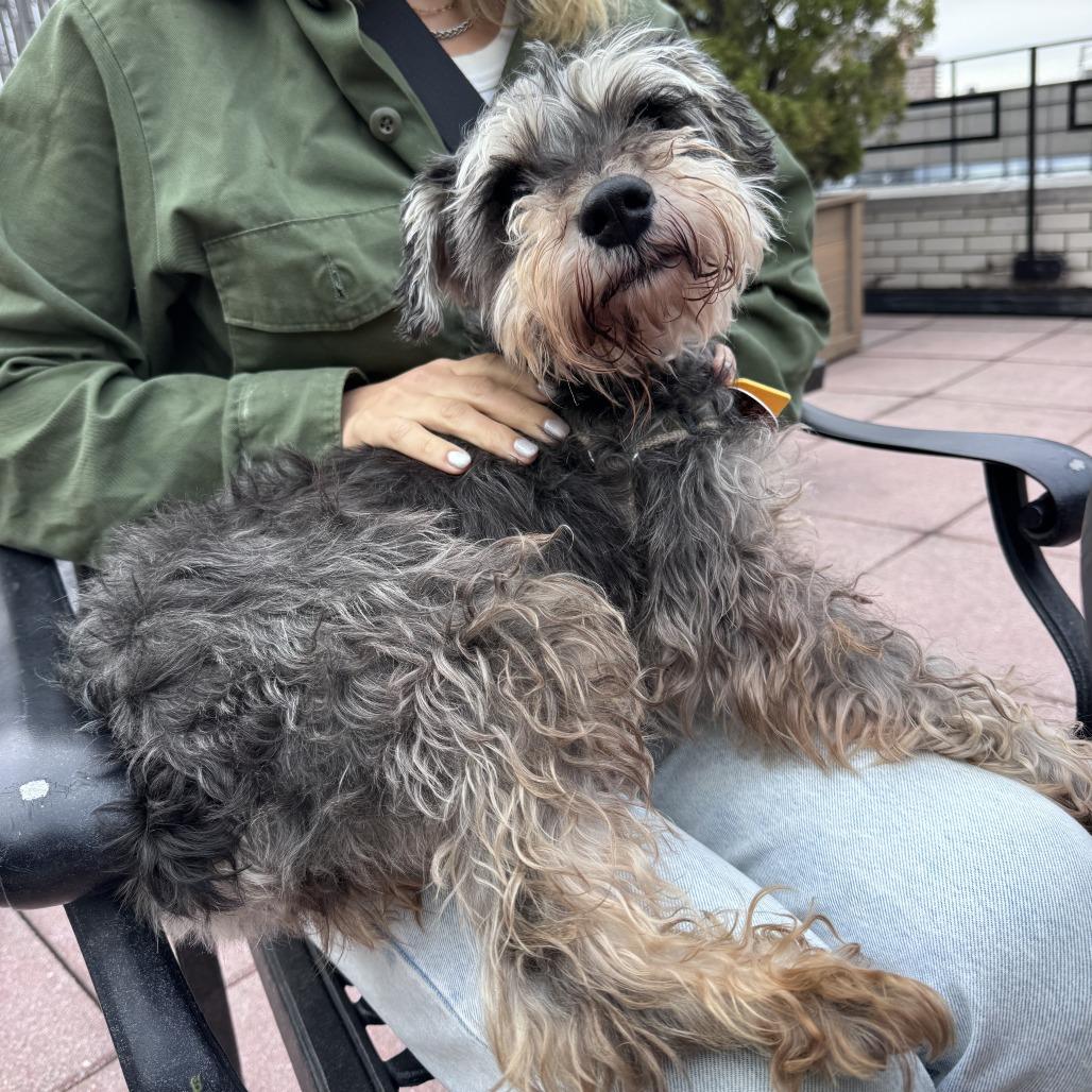 Enlarge Isabella, a Adoptable Schnauzer in Brooklyn, NY image 3/6