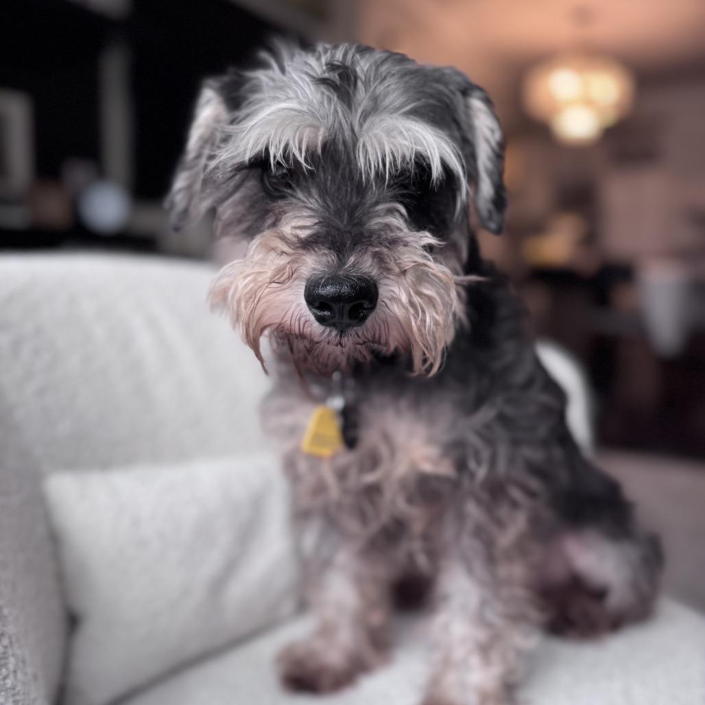 Enlarge Isabella, a Adoptable Schnauzer in Brooklyn, NY image 4/6