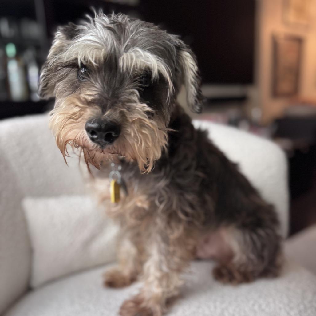 Enlarge Isabella, a Adoptable Schnauzer in Brooklyn, NY image 5/6