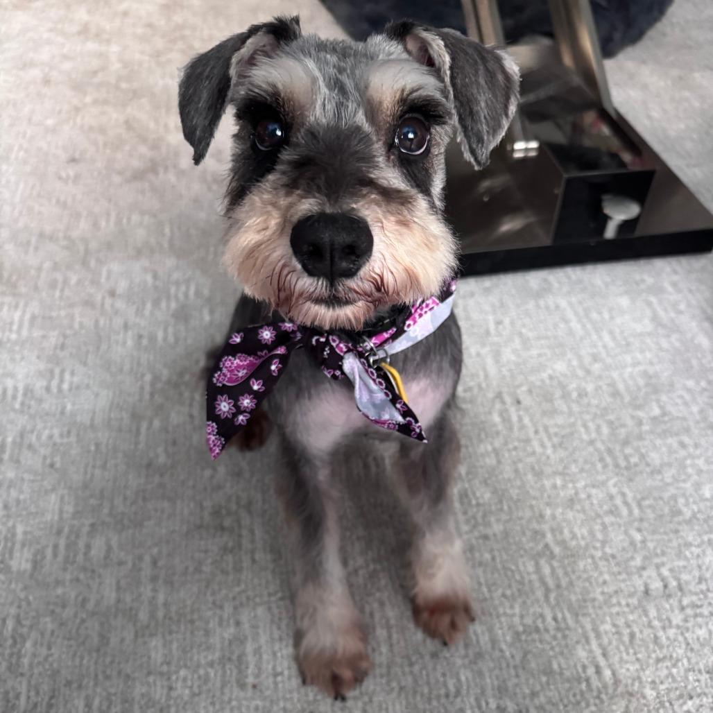 Enlarge Isabella, a Adoptable Schnauzer in Brooklyn, NY image 6/6