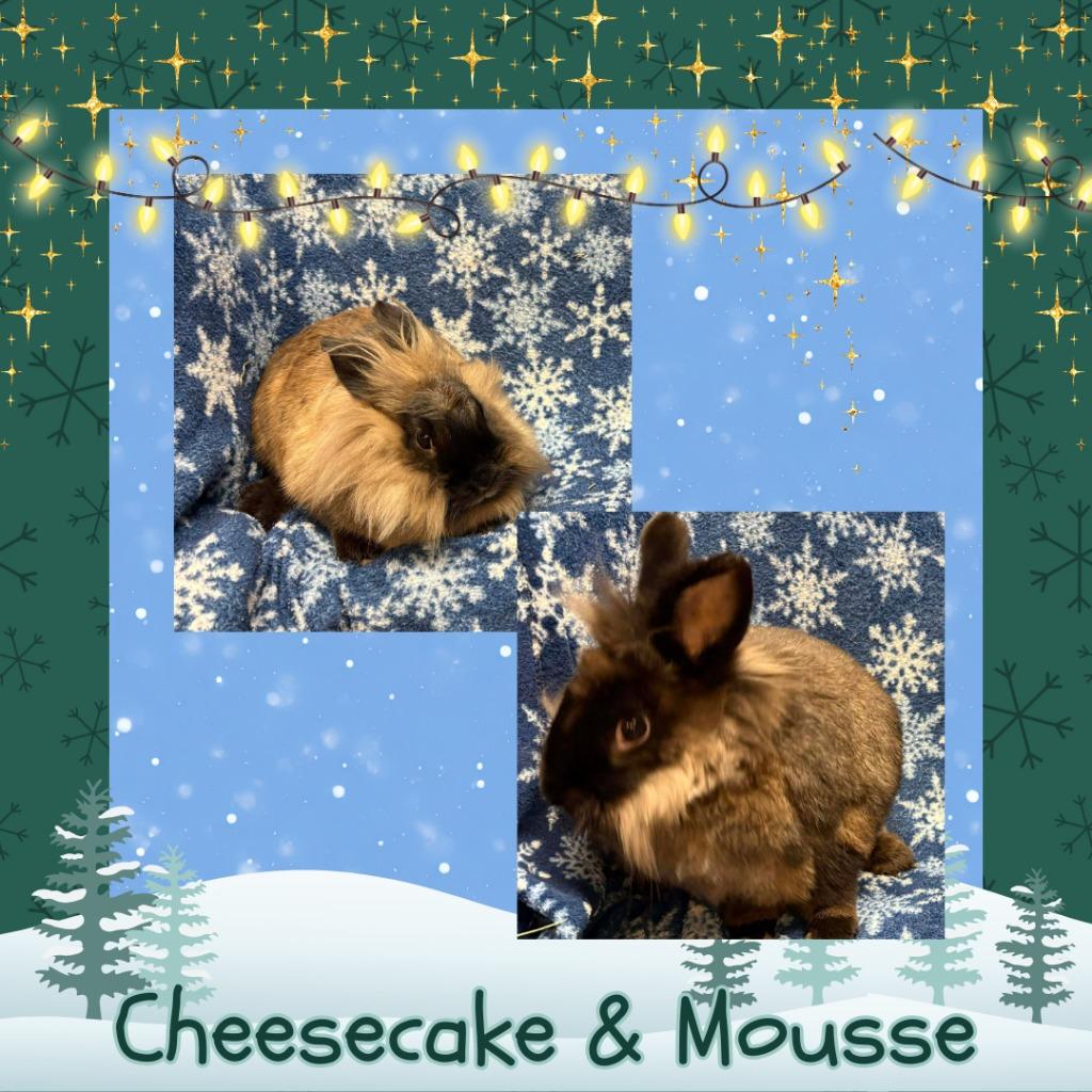 Enlarge Mousse, a Adopted Lionhead in Elizabethtown, KY image 3/5