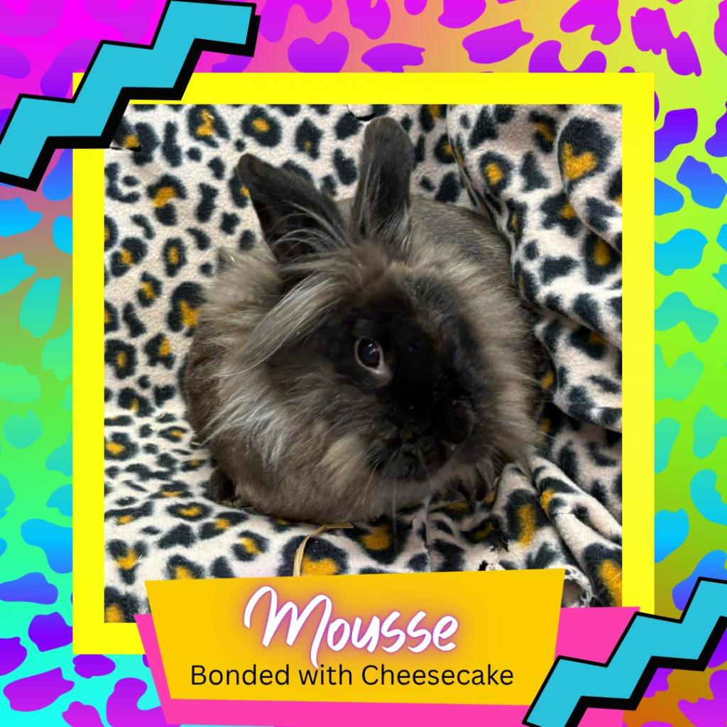 Enlarge Mousse, a Adopted Lionhead in Elizabethtown, KY image 5/5