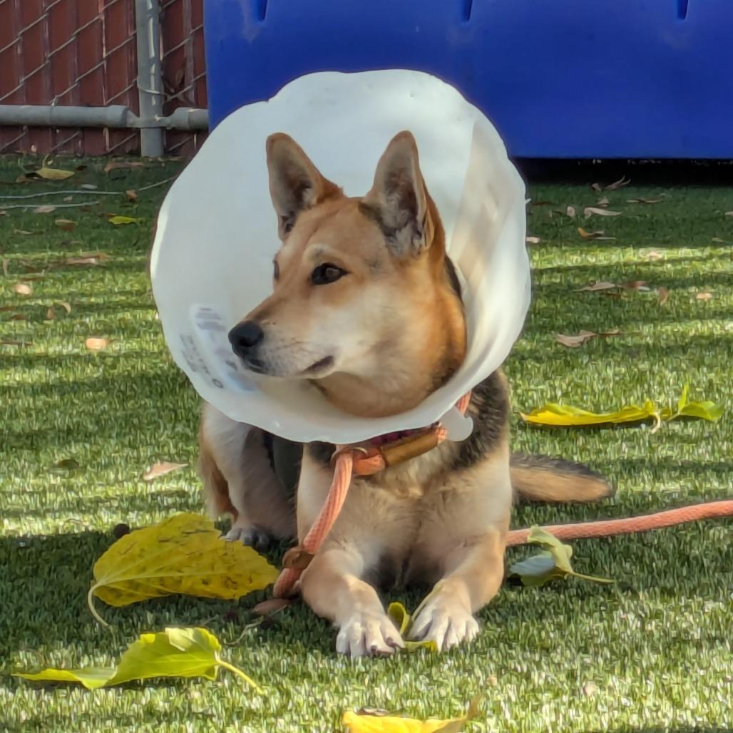 Enlarge Rosie, a Adoptable German Shepherd Dog in Buellton, CA image 1/3