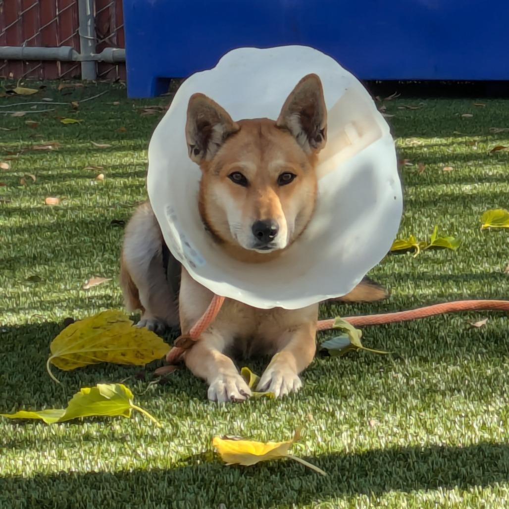 Enlarge Rosie, a Adoptable German Shepherd Dog in Buellton, CA image 2/3