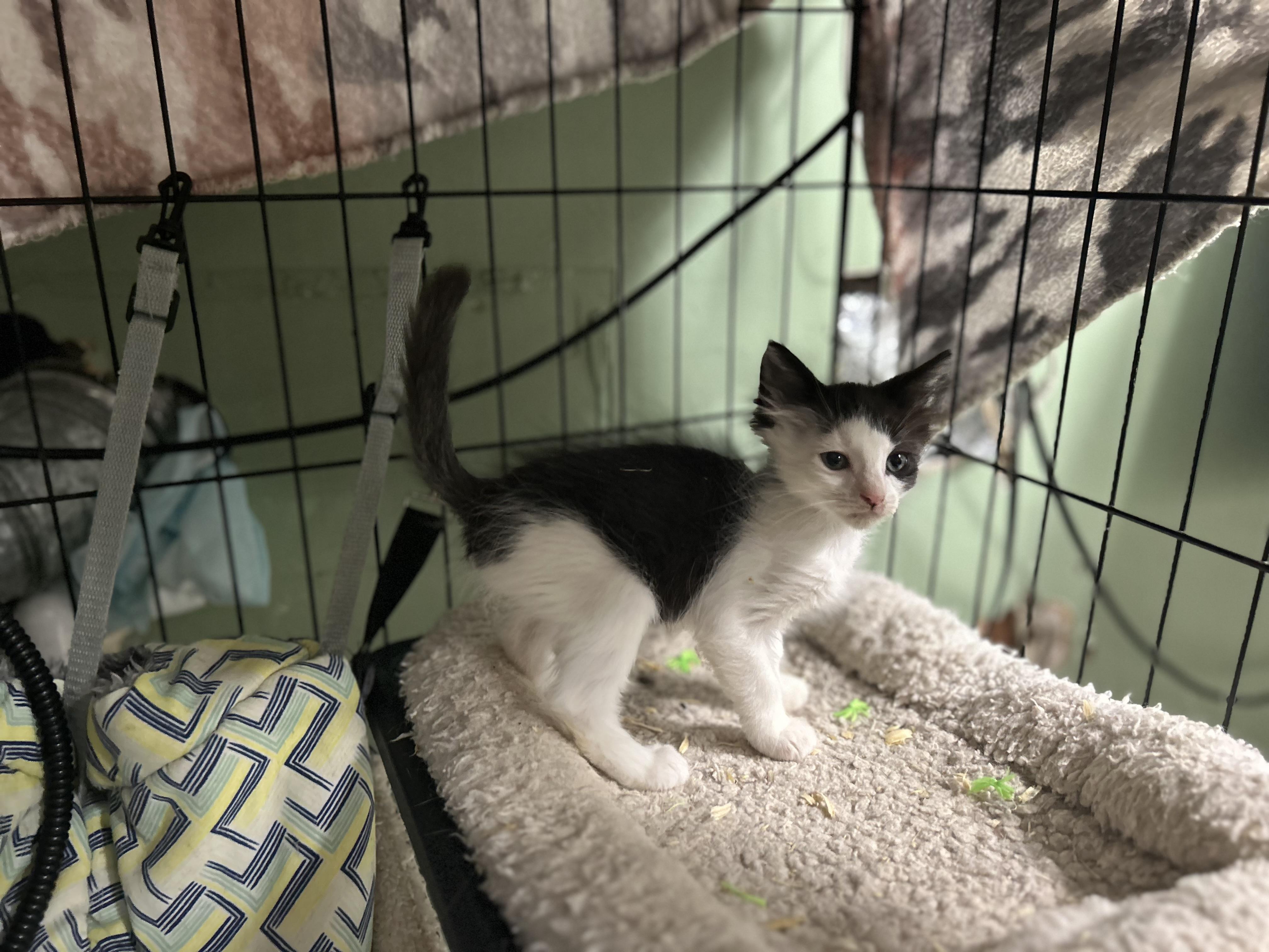 Enlarge Elaine Kitten Female, a Adoptable Domestic Short Hair in West Nyack, NY image 4/5