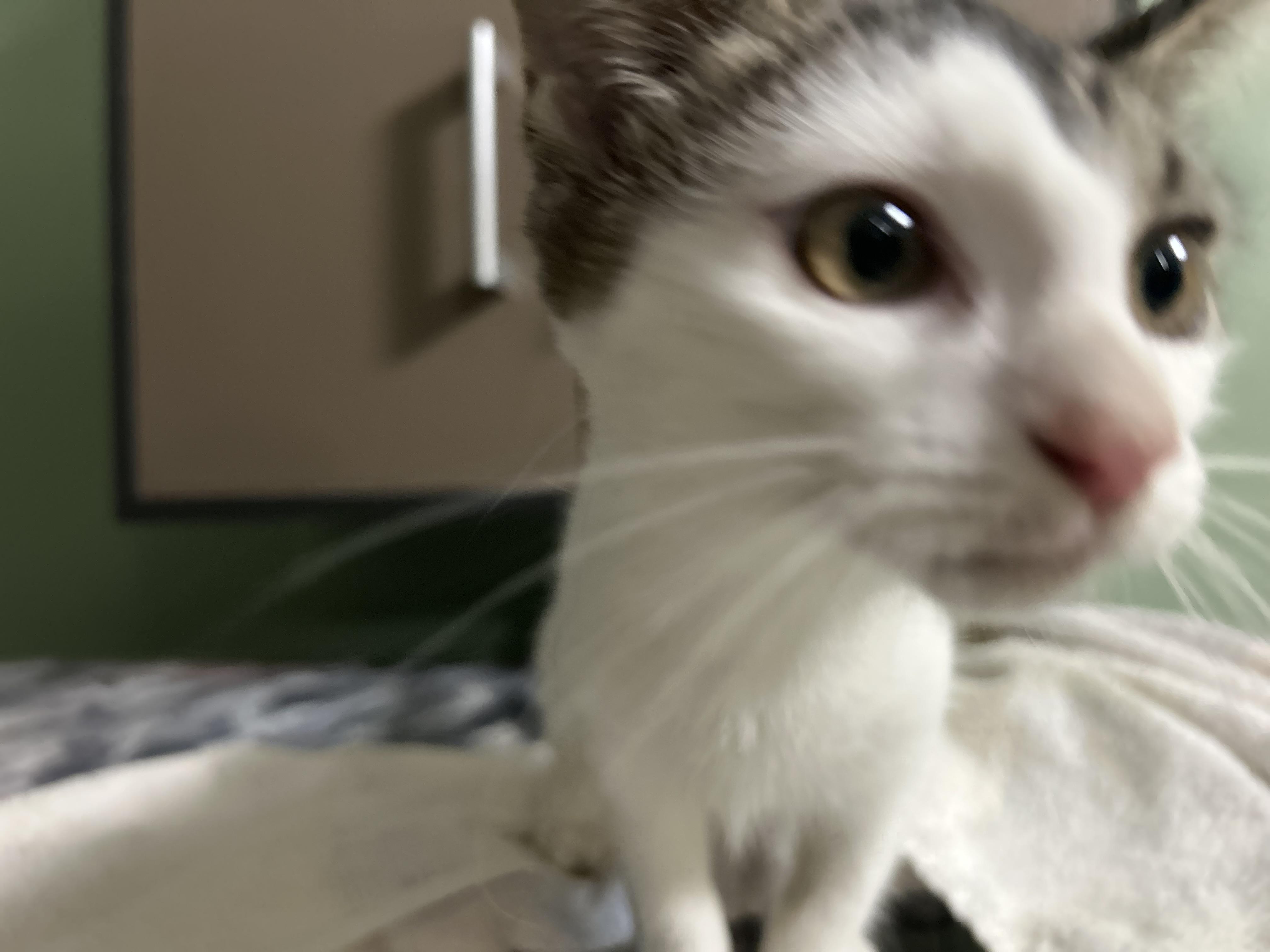 Enlarge Elaine Kitten Female, a Adoptable Domestic Short Hair in West Nyack, NY image 3/5