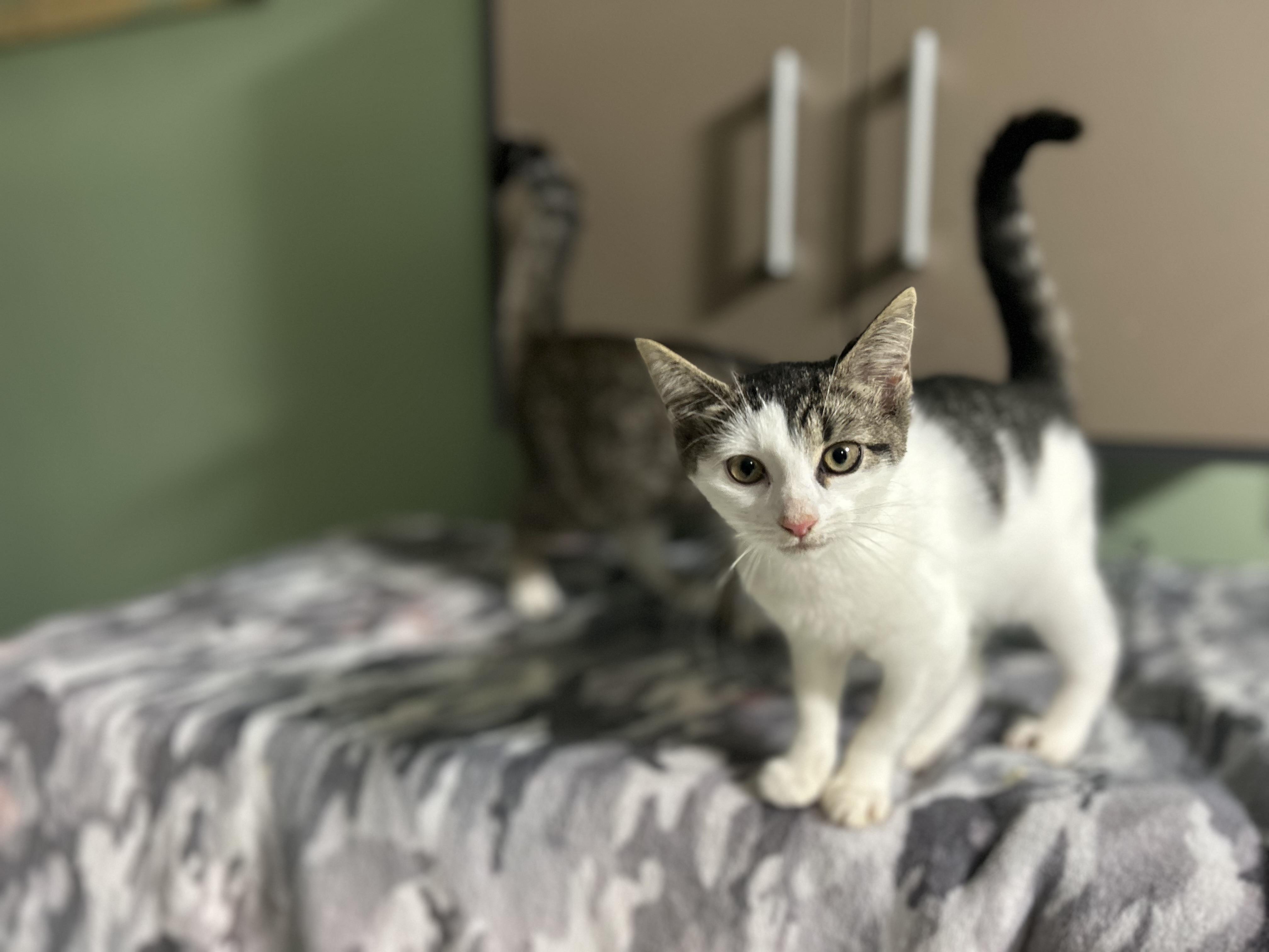 Enlarge Elaine Kitten Female, a Adoptable Domestic Short Hair in West Nyack, NY image 5/5