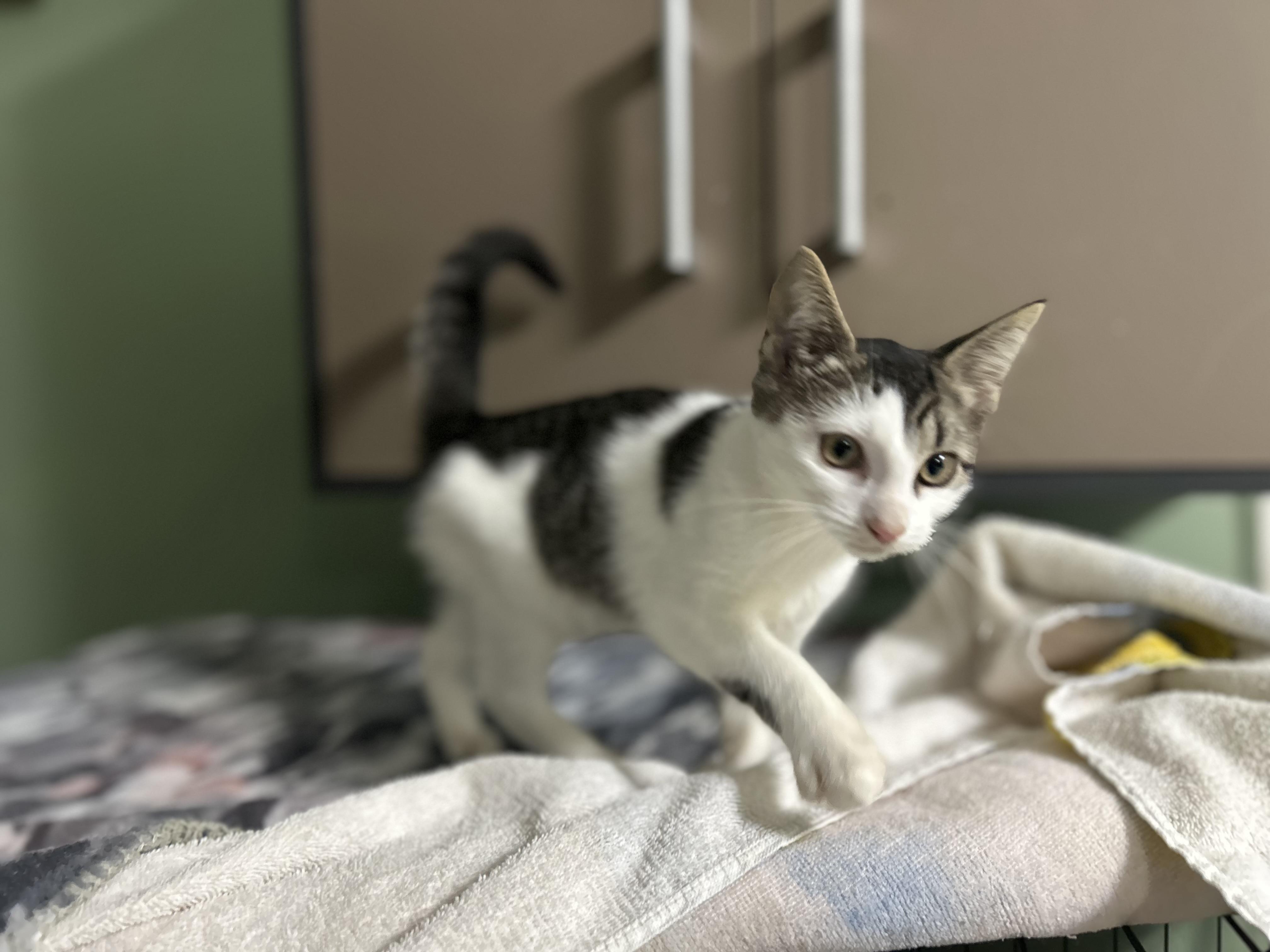 Enlarge Elaine Kitten Female, a Adoptable Domestic Short Hair in West Nyack, NY image 2/5