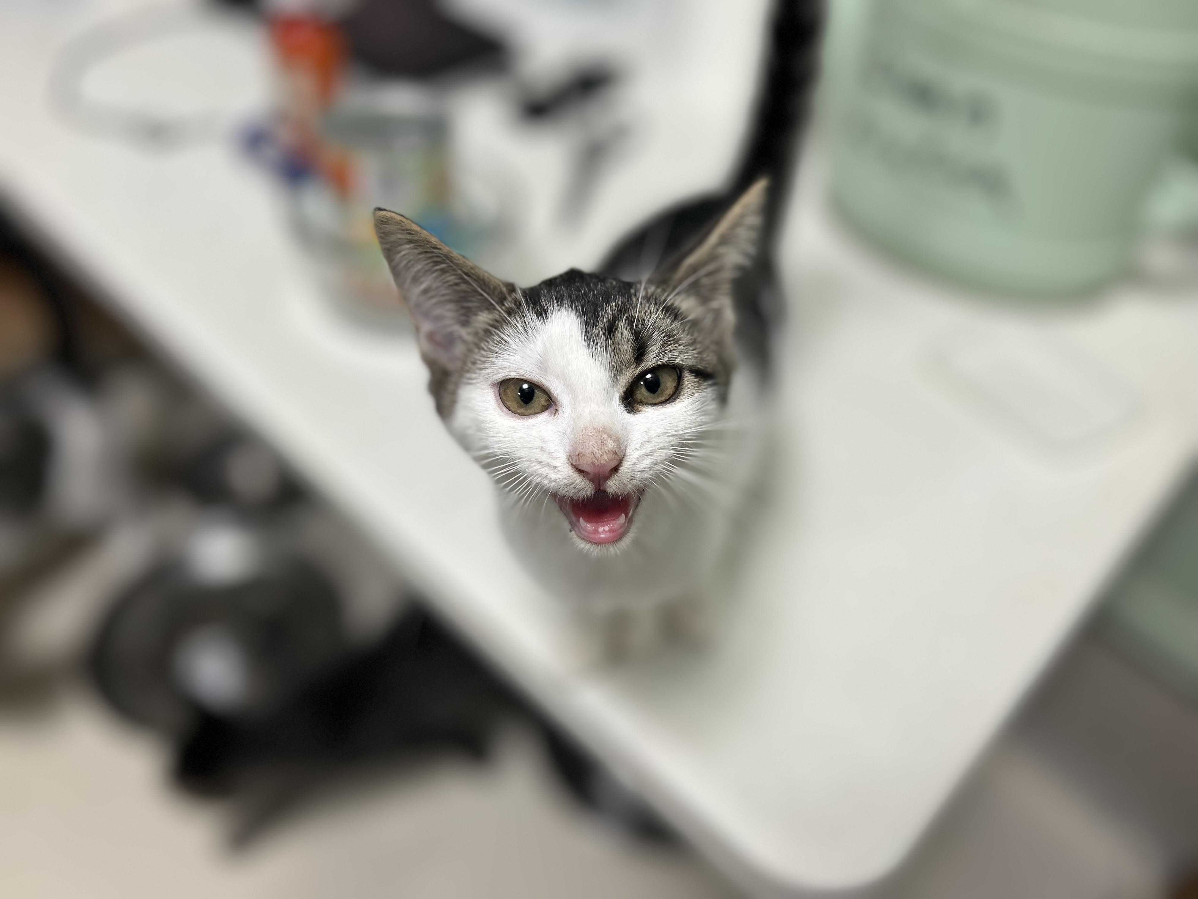 Elaine Kitten Female, Adoptable, Kitten Female Domestic Short Hair.