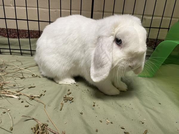Enlarge Edward - Companion To Coquita, a Adoptable mixed breed in Stratham, NH image 1/1