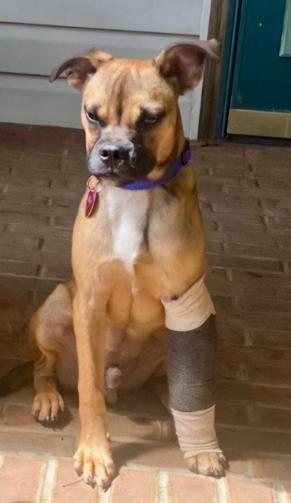 Naji, Adoptable, Young Male Terrier & Foxhound.