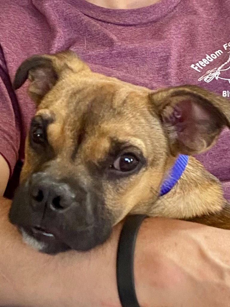 Enlarge Naji, a Adoptable mixed breed in Ellijay, GA image 3/3