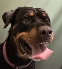 Enlarge Queen, a Adoptable Rottweiler in Hillsboro, NH image 1/2