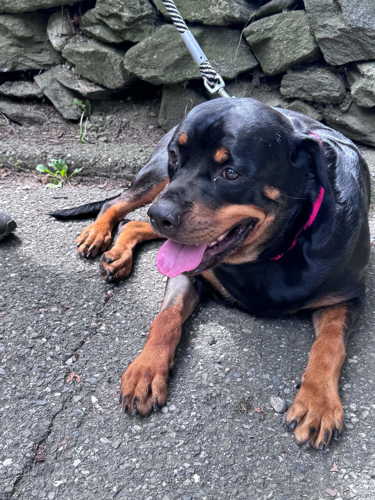 Enlarge Queen, a Adoptable Rottweiler in Hillsboro, NH image 2/2