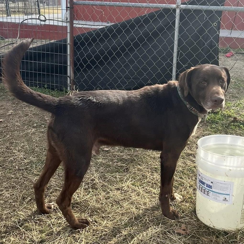 Enlarge Buddy, a Adoptable mixed breed in Port Byron , NY image 6/6