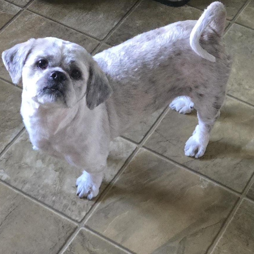 Enlarge Shiboozie, a Adoptable mixed breed in Edinburg, VA image 1/1