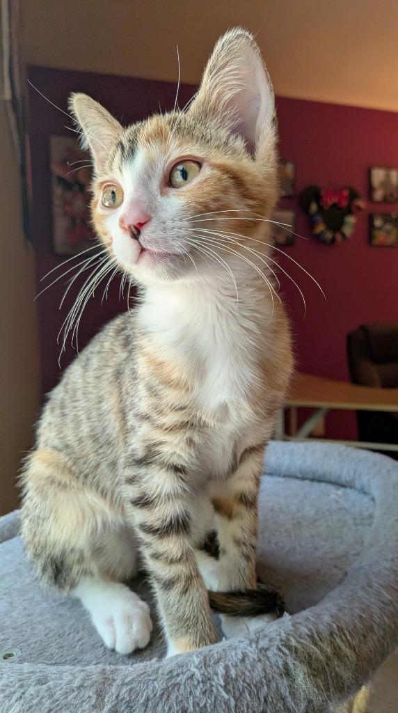 Enlarge Sally bonded w/Lucy, a Adoptable mixed breed in Ballwin, MO image 2/5