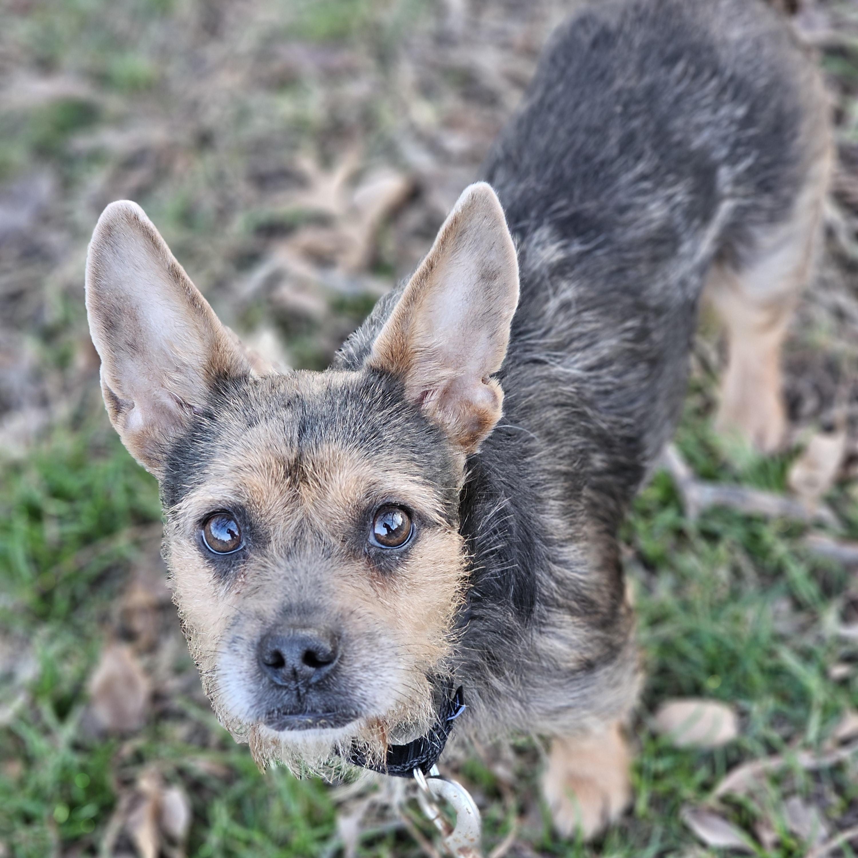 Tamara, adopted, Young Female Yorkshire Terrier.