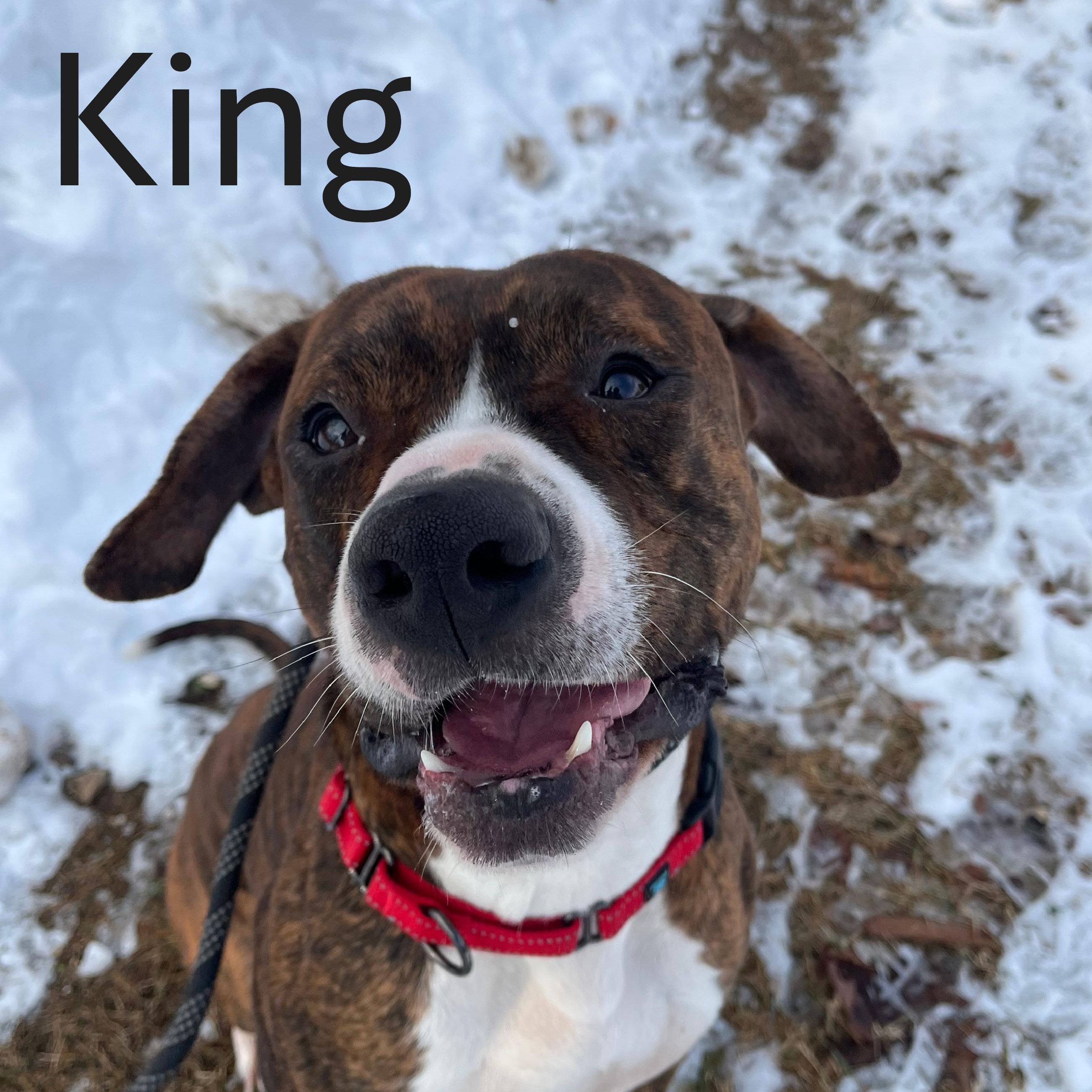 King, Adoptable, Young Male Mixed Breed.