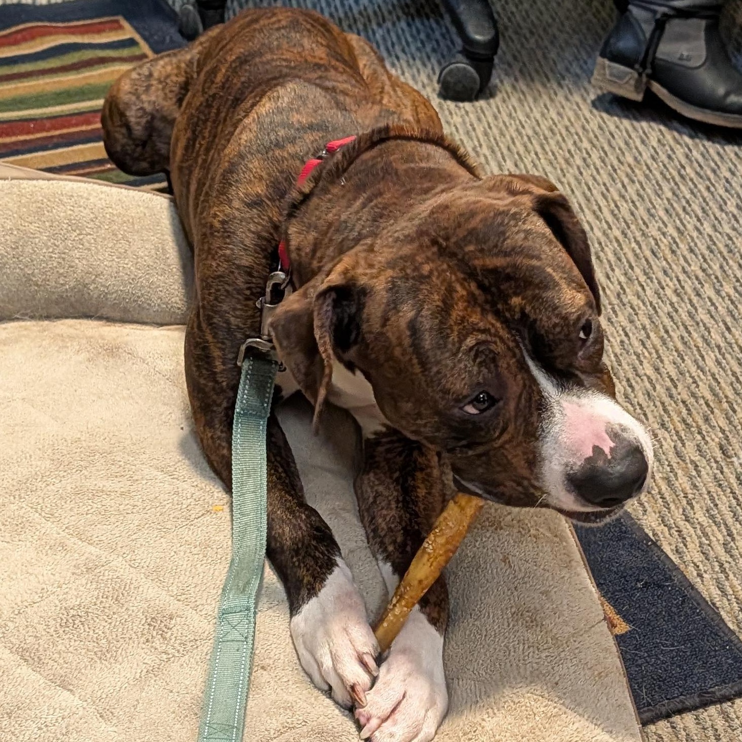 Enlarge King, a Adoptable Mixed Breed in Manistique, MI image 3/3