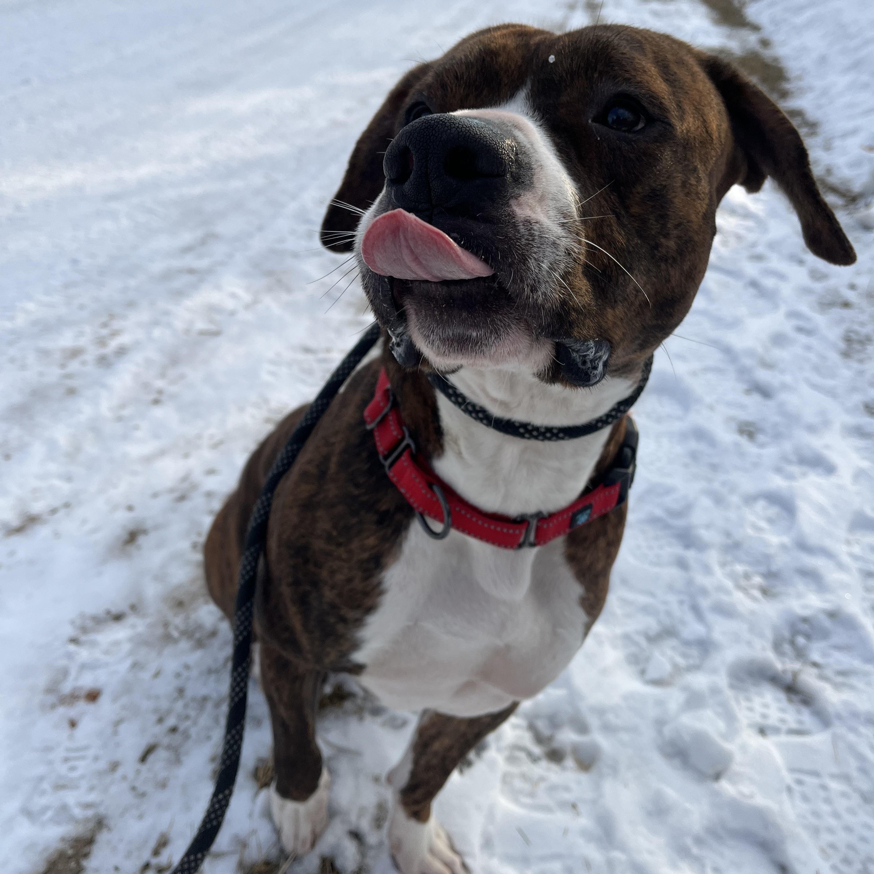 Enlarge King, a Adoptable Mixed Breed in Manistique, MI image 2/3