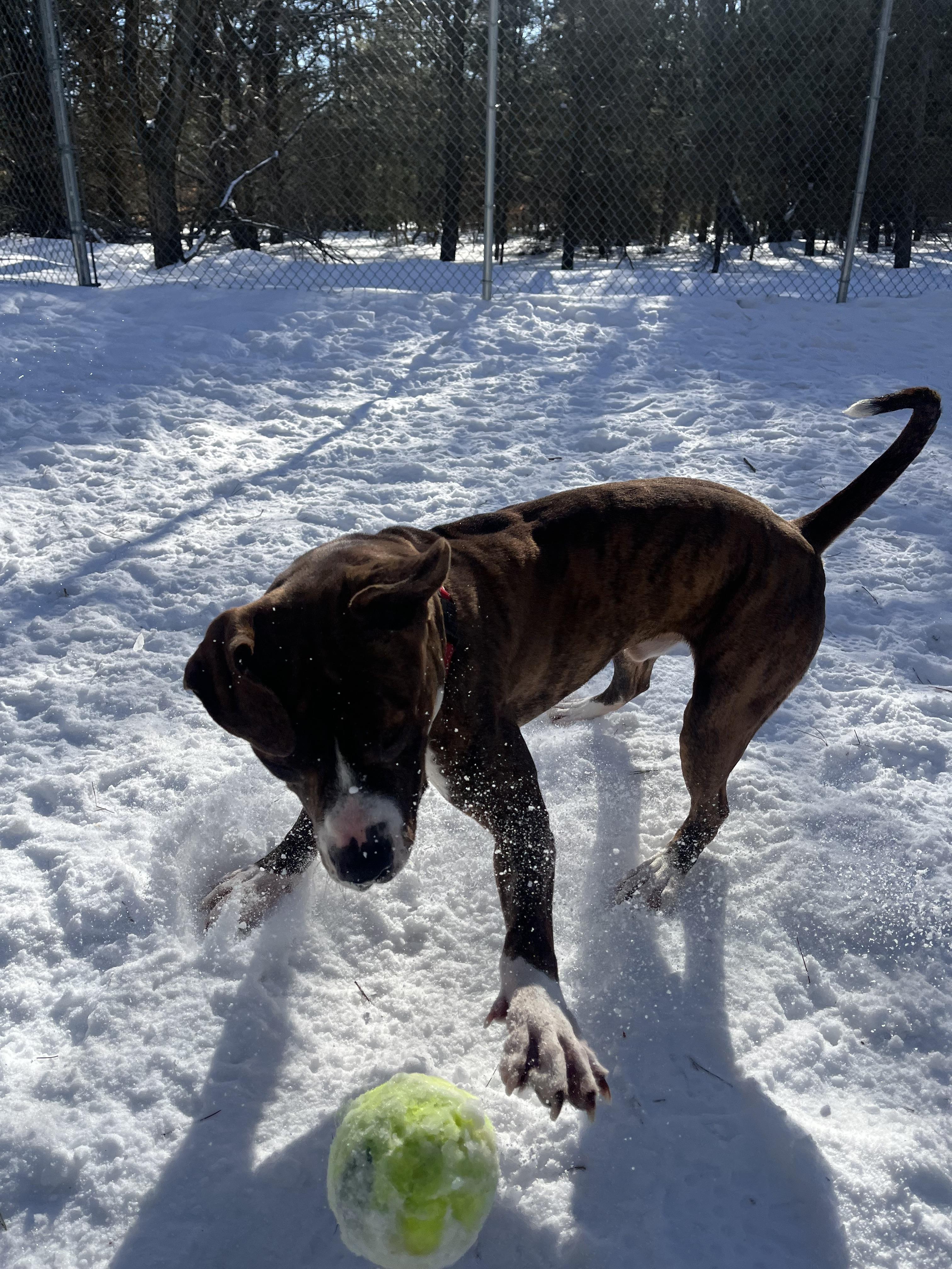 King, a Adoptable Mixed Breed in Manistique, MI image 2/4