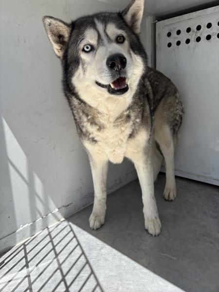 Koda, Adoptable, Adult Male Siberian Husky.