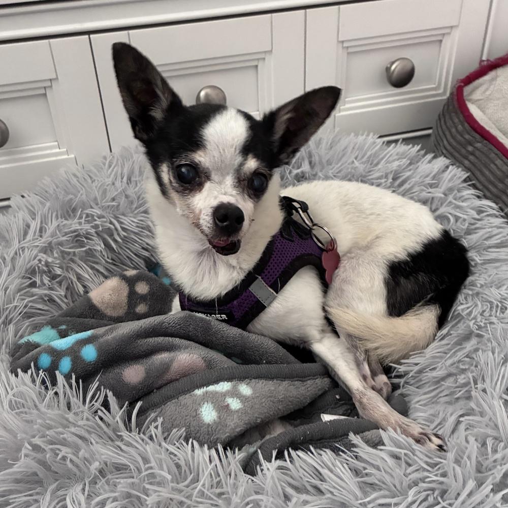 Jenkins, Adoptable, Senior Male Chihuahua.