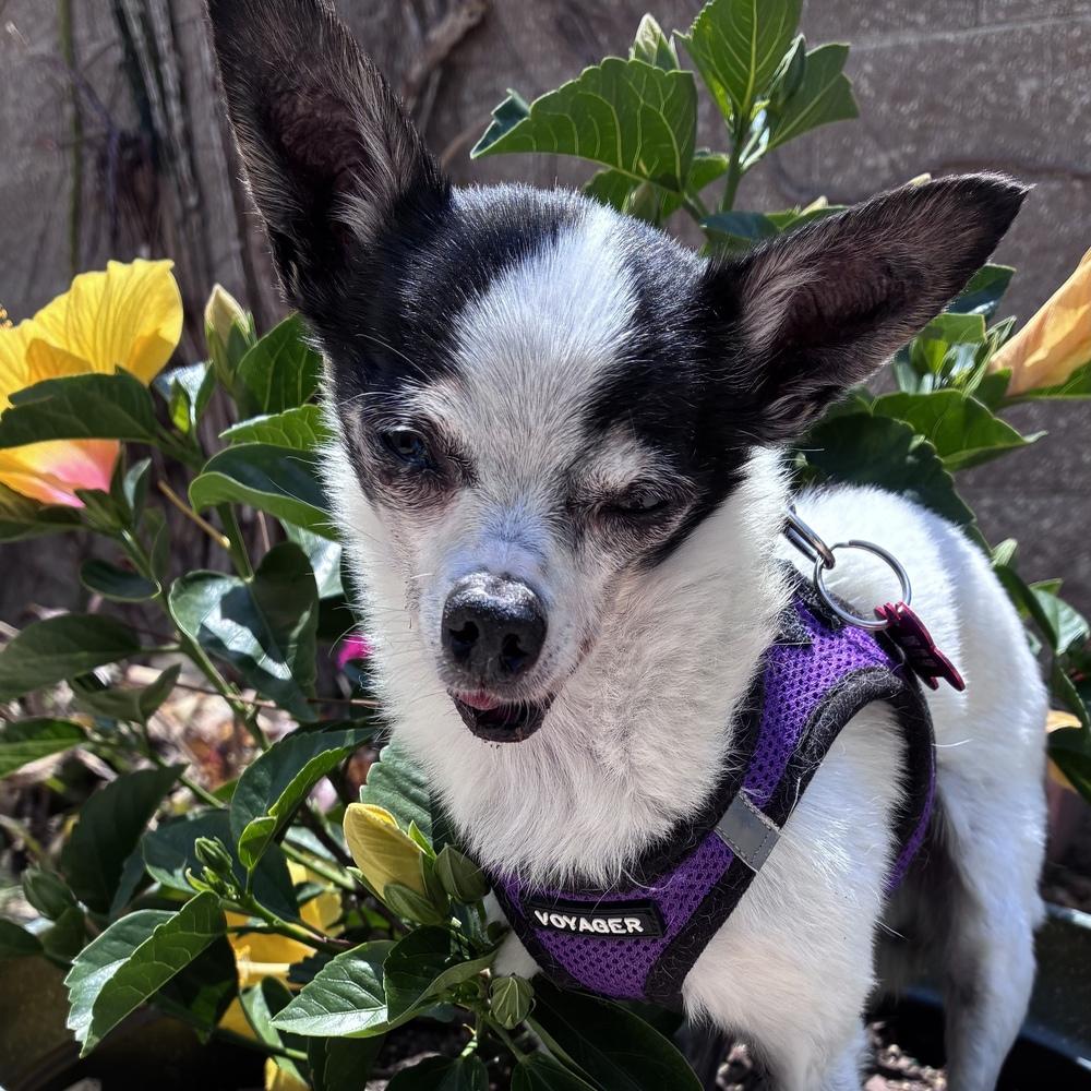 Enlarge Jenkins, a Adoptable Chihuahua in Orlando, FL image 2/6