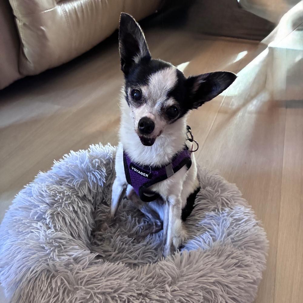 Enlarge Jenkins, a Adoptable Chihuahua in Orlando, FL image 3/6