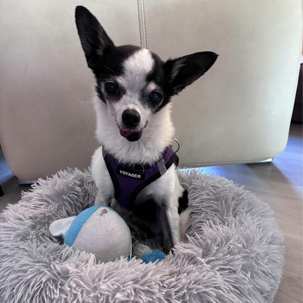 Enlarge Jenkins, a Adoptable Chihuahua in Orlando, FL image 4/6