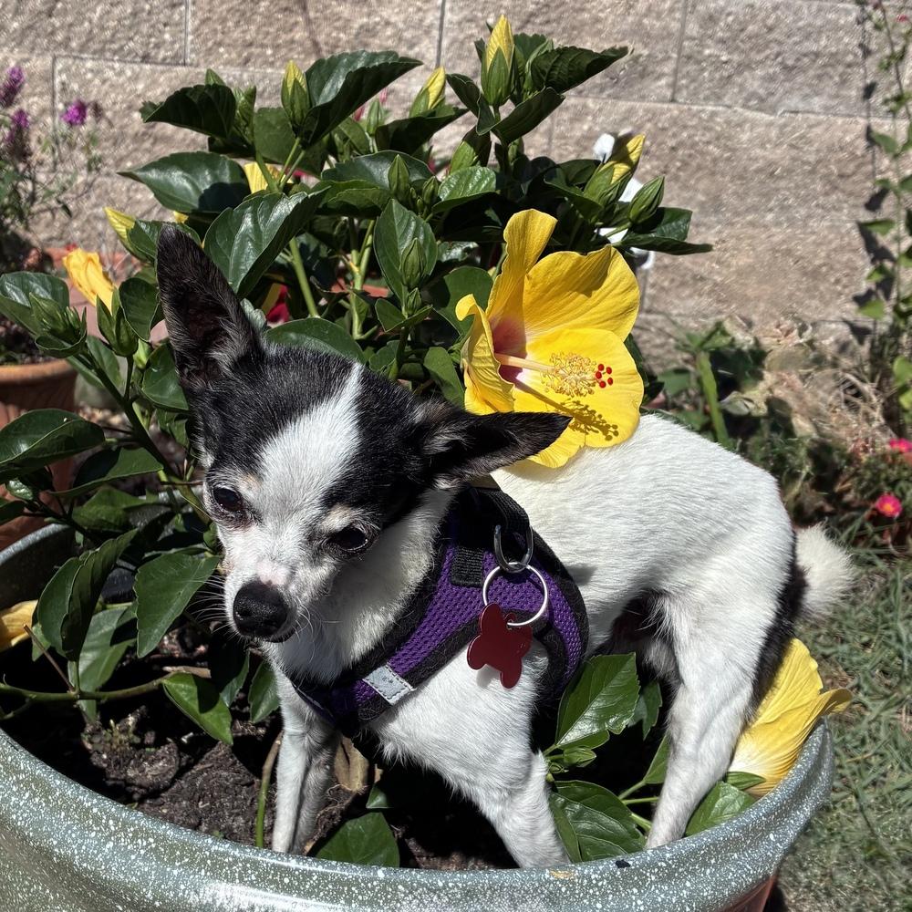 Enlarge Jenkins, a Adoptable Chihuahua in Orlando, FL image 5/6