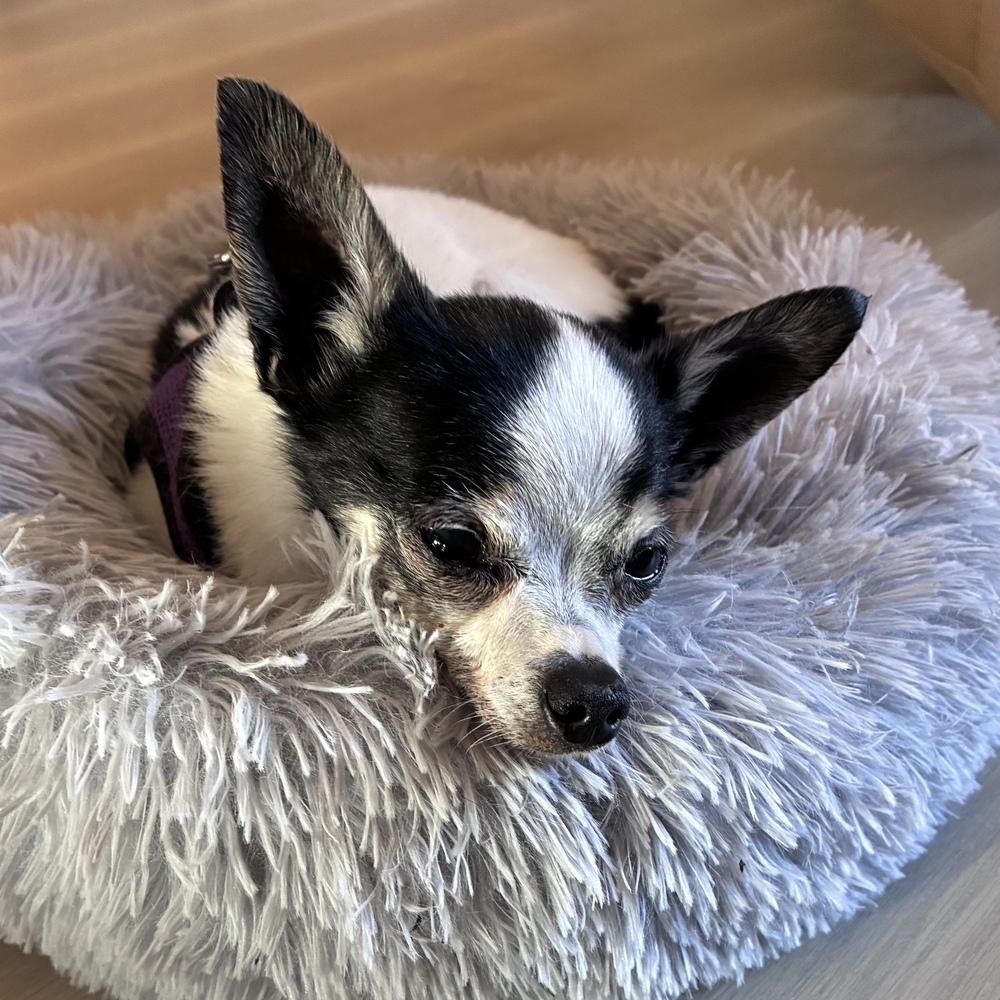 Enlarge Jenkins, a Adoptable Chihuahua in Orlando, FL image 6/6