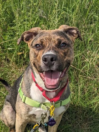 Royal, Adoptable, Adult Female Mixed Breed & Mixed Breed.
