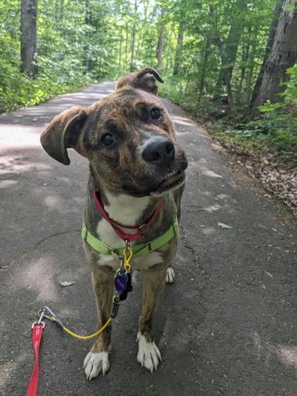 Enlarge Royal, a Adoptable mixed breed in Fairfax, VA image 2/3