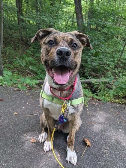 Enlarge Royal, a Adoptable mixed breed in Fairfax, VA image 3/3