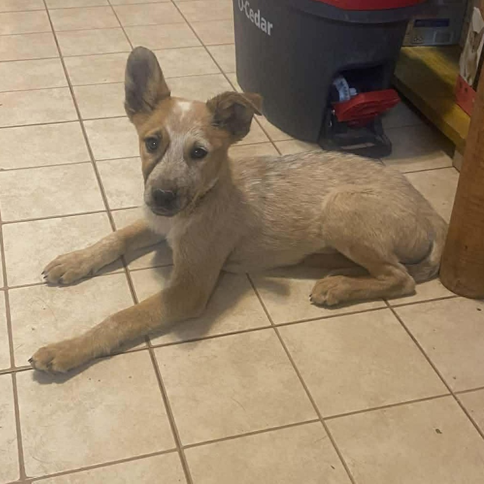 Enlarge Elsa, a ADOPTABLE mixed breed in Uxbridge, MA image 1/1