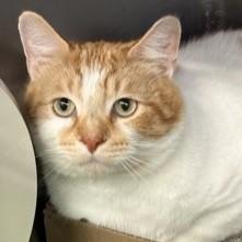 Fish — thumbnail 2