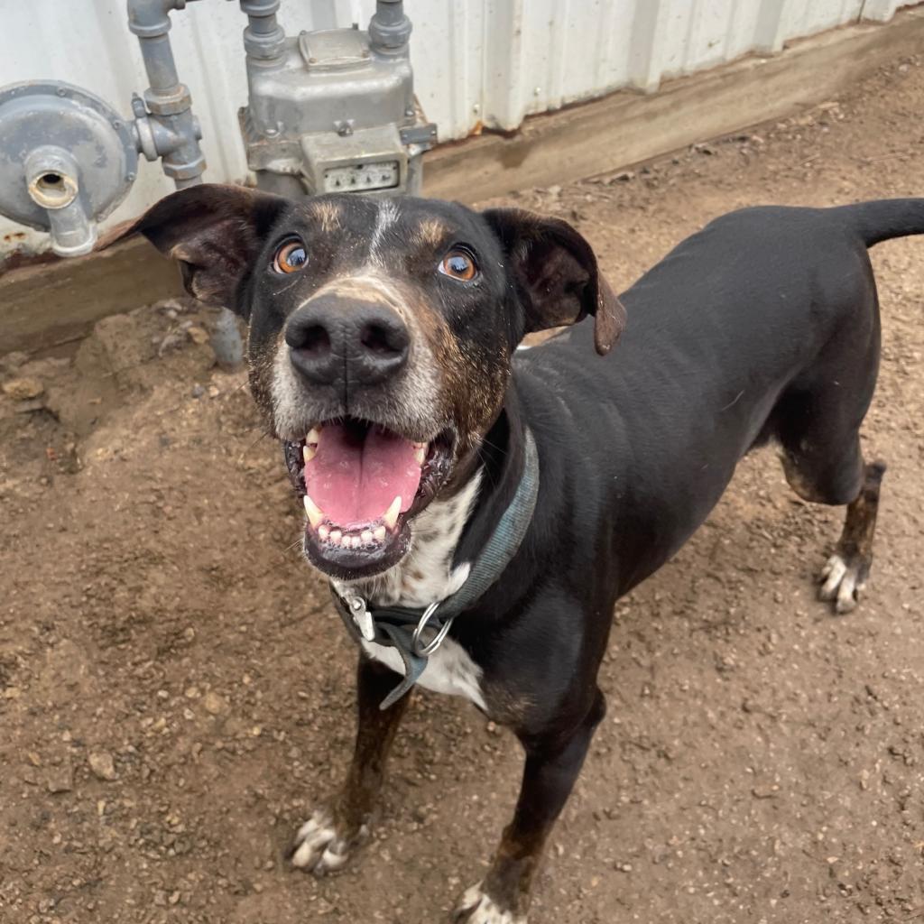 Pasta, a Adoptable mixed breed in Stephenville, TX image 1/6
